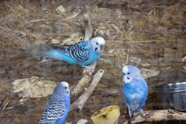 Blue birds are sitting on branch in cage close up