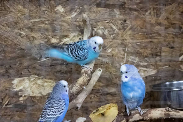 Blue Birds Sitting Branch Cage Close — Stok fotoğraf