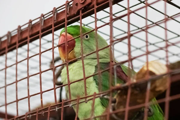 Loro Verde Rejilla Celda Acercan —  Fotos de Stock