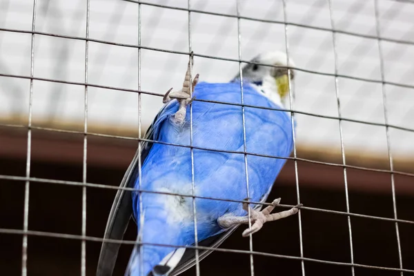 Blue Bird Cell Grate Close — Stok fotoğraf