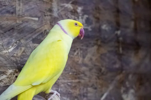 Yellow Parrot Sitting Branch Cage Close — Stok fotoğraf