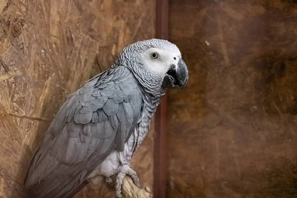 Gray Parrot Cage Close Portrait — 스톡 사진