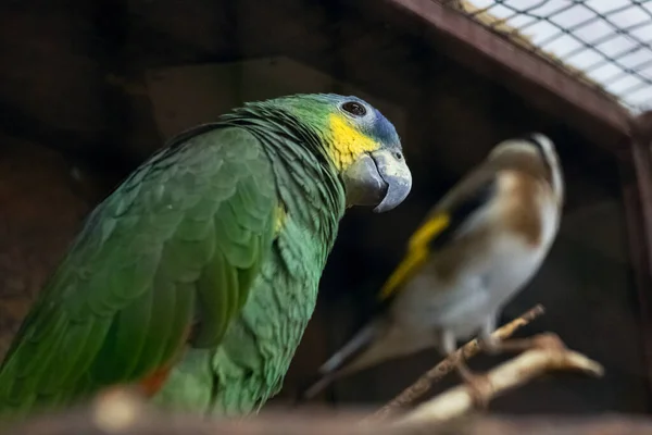 Green Parrot Cage Close Portrait — Stok fotoğraf