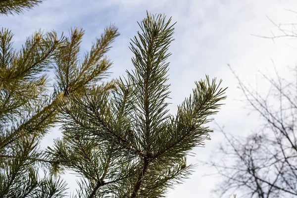 Zweige Von Fichten Auf Dem Blauen Himmel Hintergrund Nahaufnahme — Stockfoto