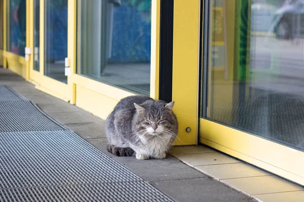 Graue Obdachlose Katze Liegt Vor Der Gelben Tür Des Ladens — Stockfoto