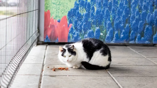 黒と白の野良猫が歩道の近くで食べ物を食べる — ストック写真