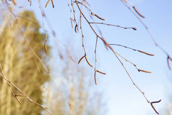 Frühlingsknospen Auf Birkenzweigen Schließen Sich Vor Blauem Himmel — Stockfoto