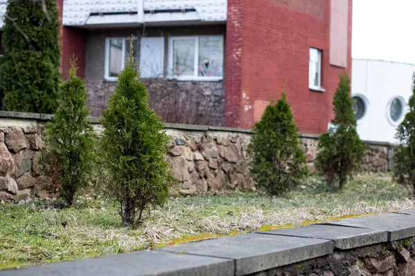 Thuja Grüne Sträucher Blumenbeet Neben Dem Gebäude — Stockfoto