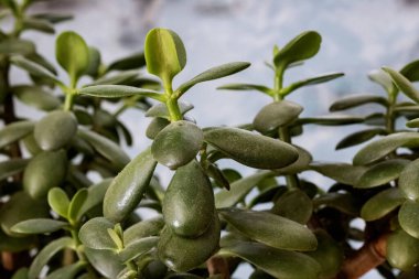 Bir ev bitkisinin yeşil yaprakları yakın plan, arka plan