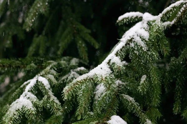 Neige Gouttes Eau Sur Les Branches Épinette Ferment — Photo