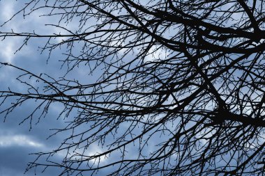 Mavi fırtınalı gökyüzünün arka planında ağaç dallarının siluetleri, arka plan