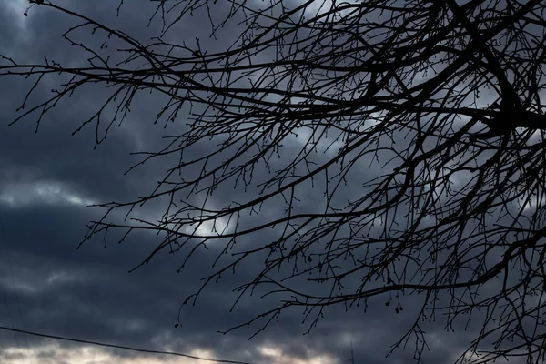 Siluetas Ramas Árboles Sobre Fondo Cielo Azul Tormentoso Fondo —  Fotos de Stock