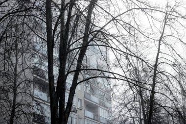 Shadows of tree branches on background of house in fog