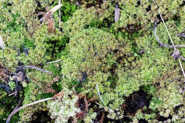 Green moss and leaves on asphalt closeup