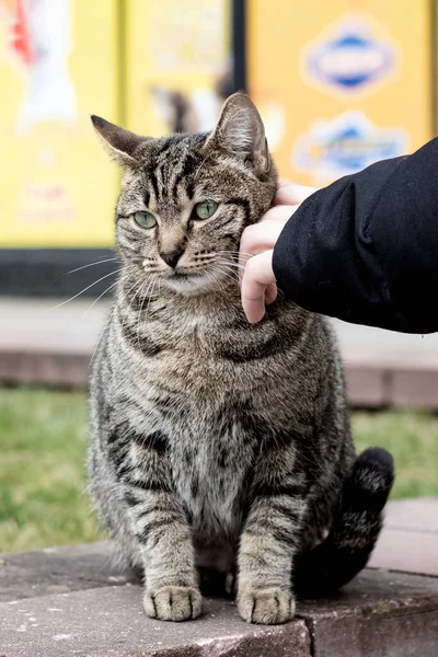 Hand stroking a stray gray tabby cat — Stock Photo, Image