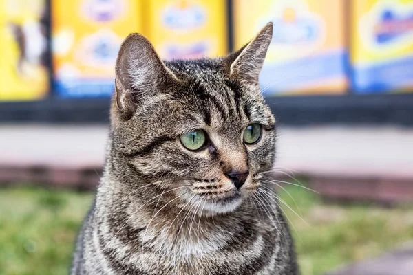 Triste sin hogar gris rayas gato primer plano retrato — Foto de Stock