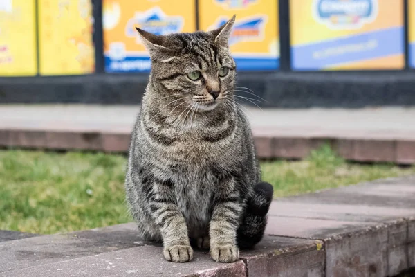 Sad homeless gray striped cat closeup portrait — Stock fotografie
