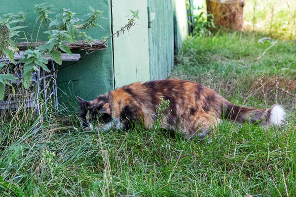 Červená Kočka Loví Zelené Trávě Zblízka — Stock fotografie