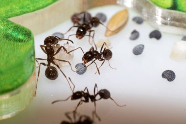 Karıncalar messor yapıcı tahıl yiyor. Yakından, makro fotoğraf.