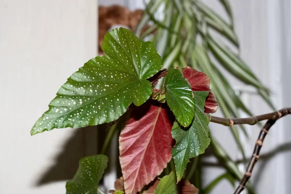 Folhas Verdes Vermelhas Uma Fábrica Casa Perto — Fotografia de Stock