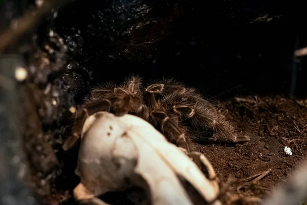 Fluffy Hnědý Pavouk Teráriu Zblízka Brachypelma Albopilosum — Stock fotografie