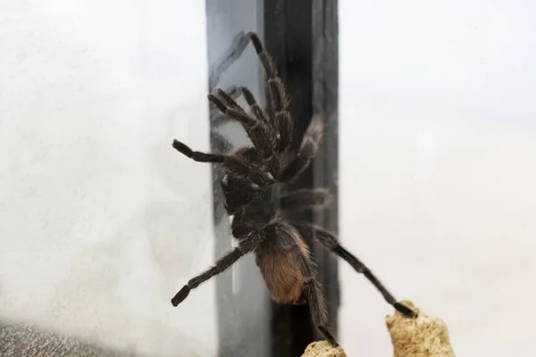 Chlupatý Hnědý Pavouk Teráriu Zblízka — Stock fotografie