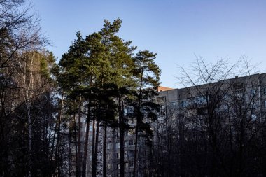 Bahçedeki çam ağaçları ve güneş ışığında eski bir apartman.