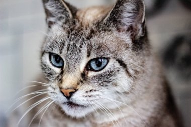 Parlak mavi gözlü gri kedi, yakın portre