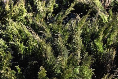 Yeşil thuja dalları kapalı, soyut arkaplan veya doku