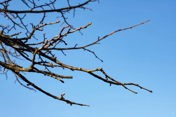 Bare Träd Grenar Bakgrund Blå Himmel Närbild — Stockfoto