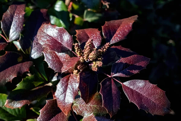 Rode Loof Van Een Straat Plant Top Uitzicht Van Dichtbij — Stockfoto