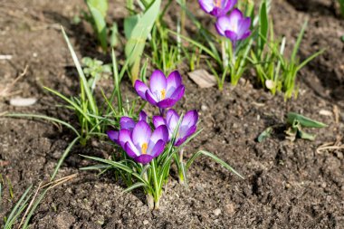 Parlak mor tarla çiçekleri ve yeşil yapraklar yakın