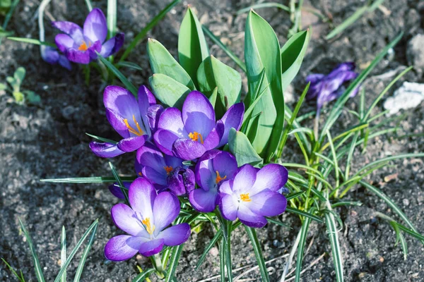 Jasne Purpurowe Kwiaty Krokusa Zielone Liście Zbliżyć — Zdjęcie stockowe