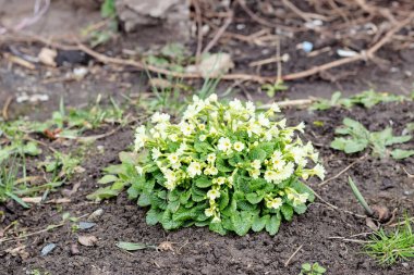 Çiçeklikte küçük sarı çiçekler ve yeşil yapraklar. Yaklaş.