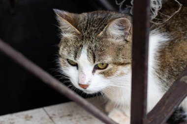 Çitin oradaki pis, gri sokak kedisi portreyi kapat.