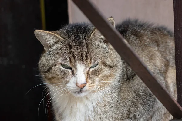 Βρώμικη Γκρίζα Αδέσποτη Γάτα Στο Φράχτη — Φωτογραφία Αρχείου