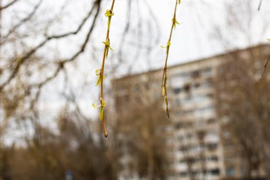 Kabarık tomurcuklu söğüt dalları