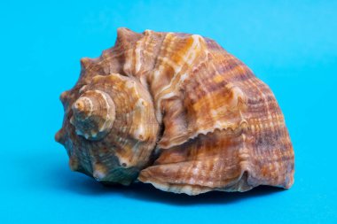 Mavi arka planda büyük bir deniz kabuğu.