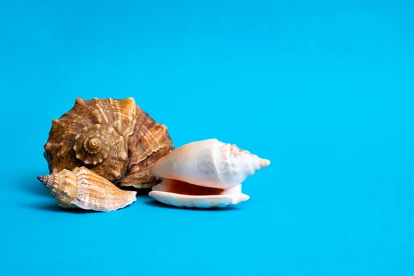 Três Conchas Fundo Azul Com Espaço Cópia — Fotografia de Stock