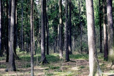 Bahar ormanındaki uzun çam ağaçları güneş ışığında