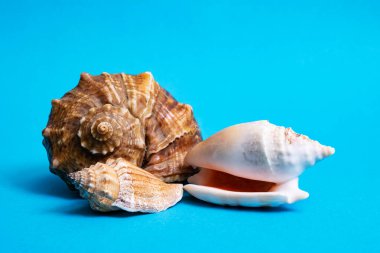 Mavi arka planda üç deniz kabuğu ve yakın plan.