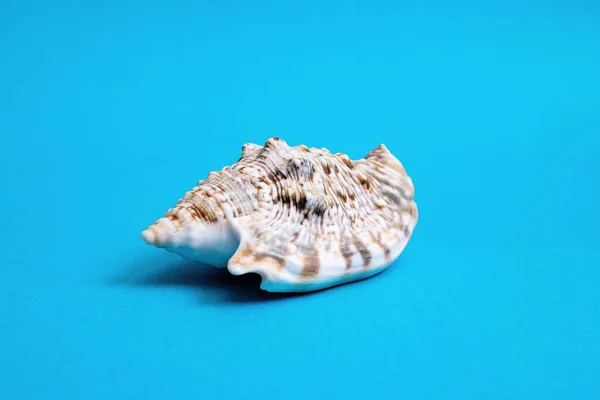 蓝色背景上的大型贝壳近身 — 图库照片