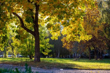 Sonbahar sarısı yapraklı ağaç Parkta güneş ışığı