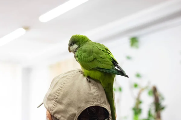 Büyük Yeşil Bir Papağan Bir Adamın Başına Oturur — Stok fotoğraf