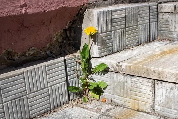 Löwenzahnblüte Mit Grünen Blättern Auf Der Treppe Aus Nächster Nähe — Stockfoto