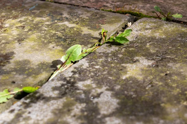 Des Feuilles Herbe Poussent Sur Une Vieille Pierre Gros Plan — Photo