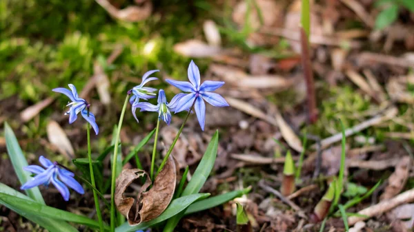 Mavi Çiçek Yeşil Yapraklı Bir Çiçek Tarlasında Dökülür — Stok fotoğraf