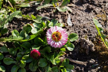 Yeşil yaprakların arasında pembe papatya çiçeği