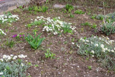 Çiçek tarlasında farklı çiçekler. Toprağa yakın.