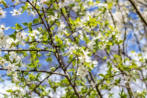 Fleurs Blanches Une Cerise Feuilles Vertes Rapprochées — Photo